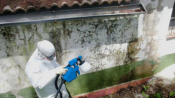 Top rated local Mold Remediation specialists in Fife, WA